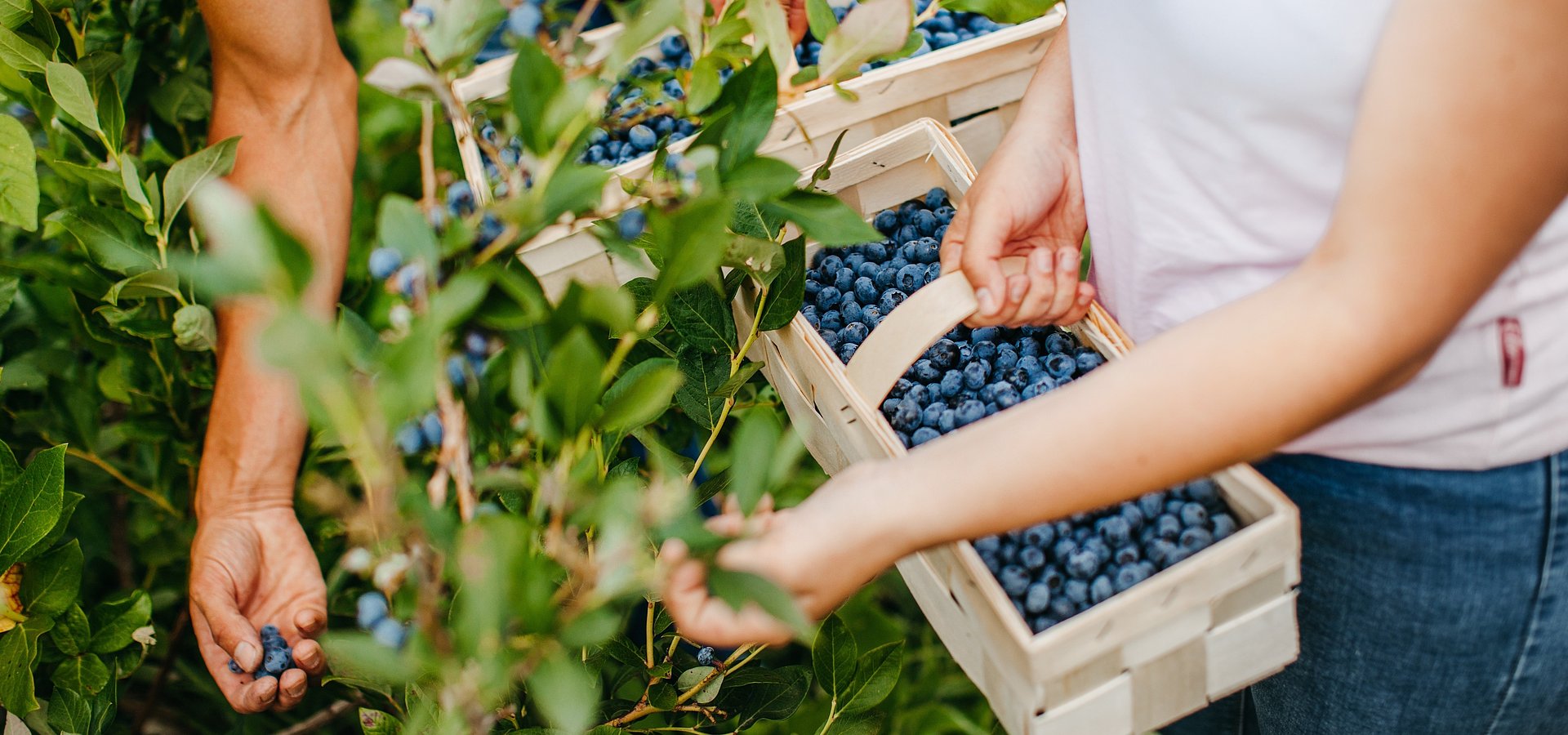 SUPEROWOCE Borówkowy sezon w pełni