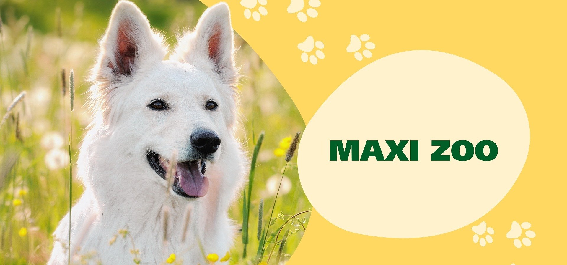 Maxi Zoo przedłuża umowę z agencją Ancymony