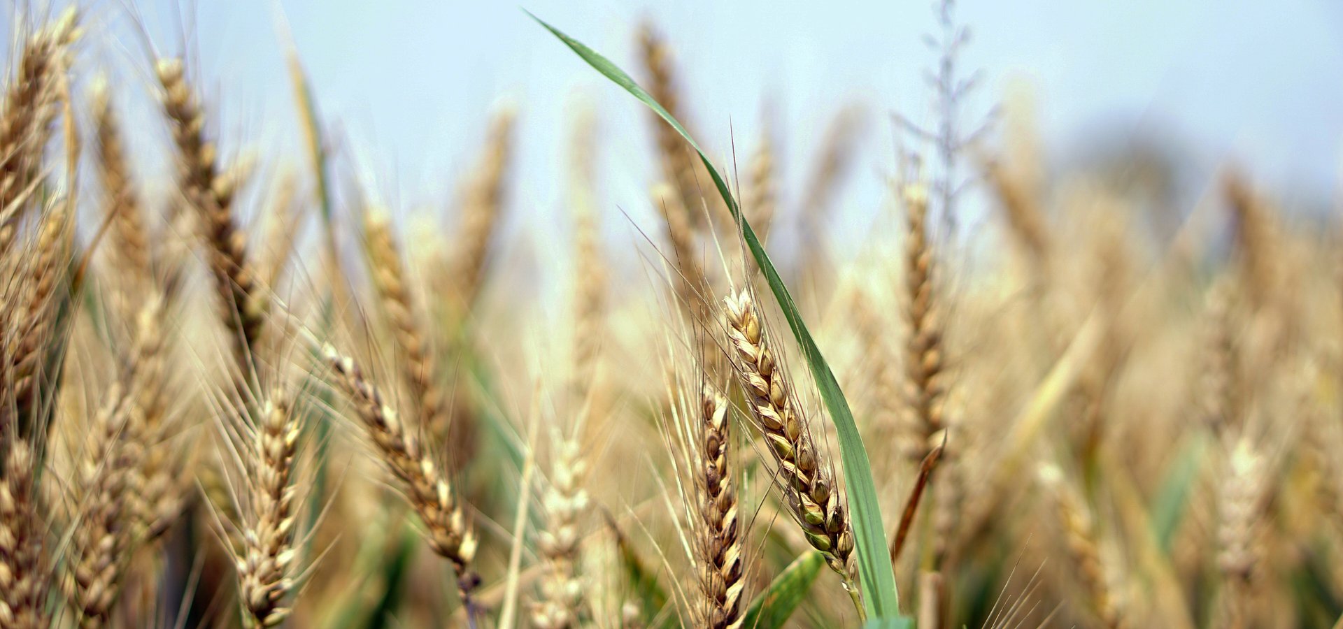 Polskie rolnictwo wkracza w nowy etap rozwoju. Certyfikacja węglowa i dywersyfikacja ryzyka szansą dla rolników