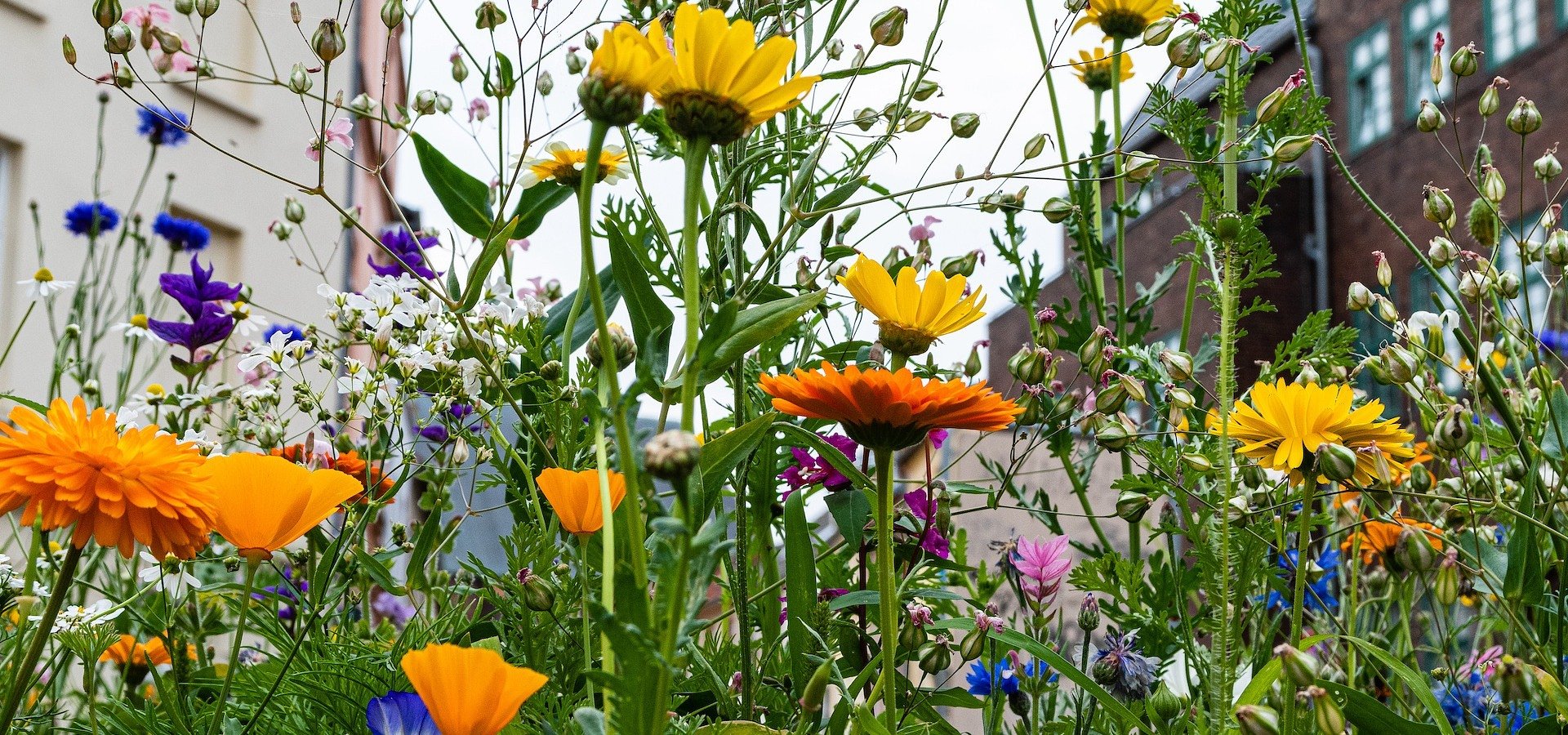 Warszawiacy ukwiecają miasto z Elektrownią Powiśle i Fundacją Kwietna