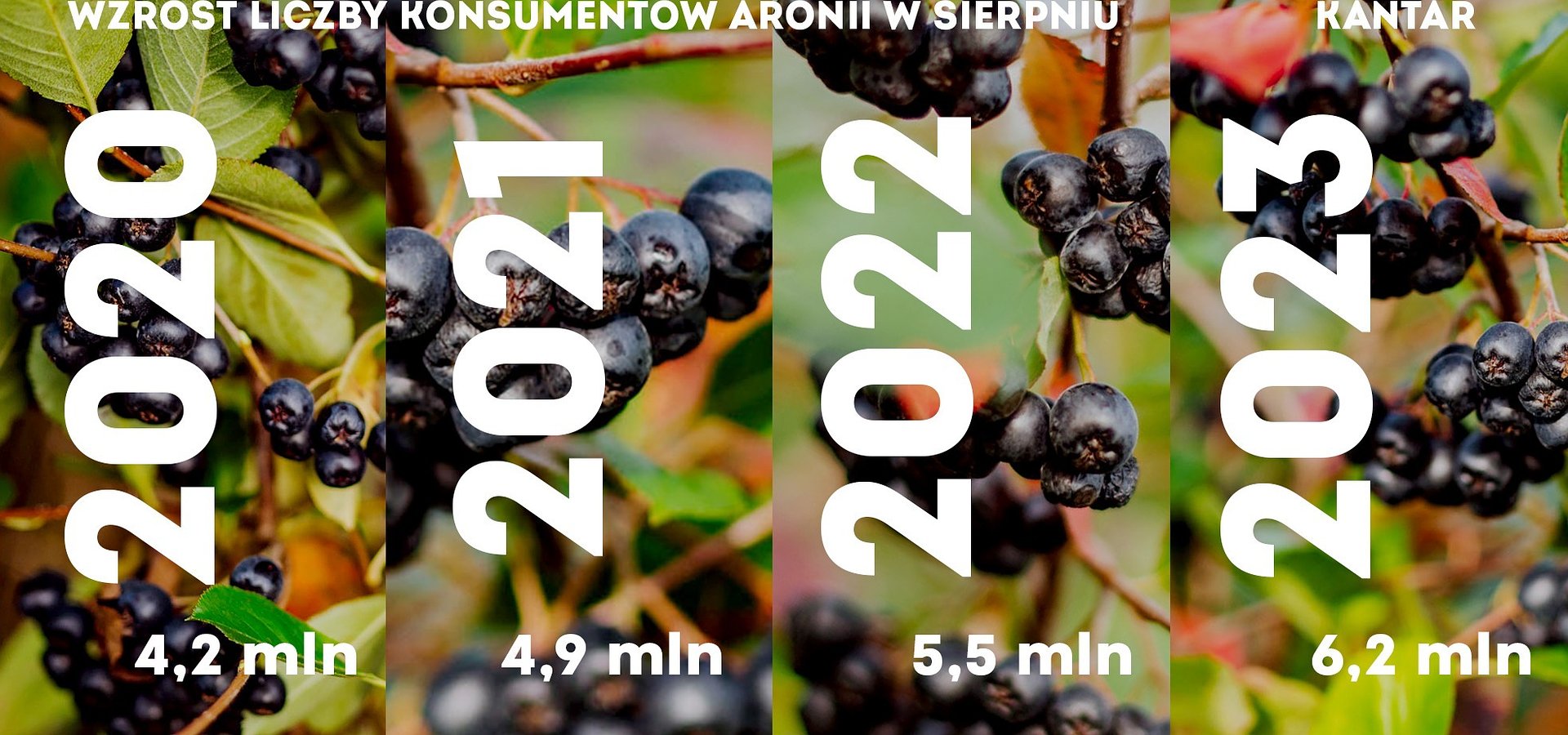 Aronia bije rekordy popularności, to cieszy i daje nadzieję producentom