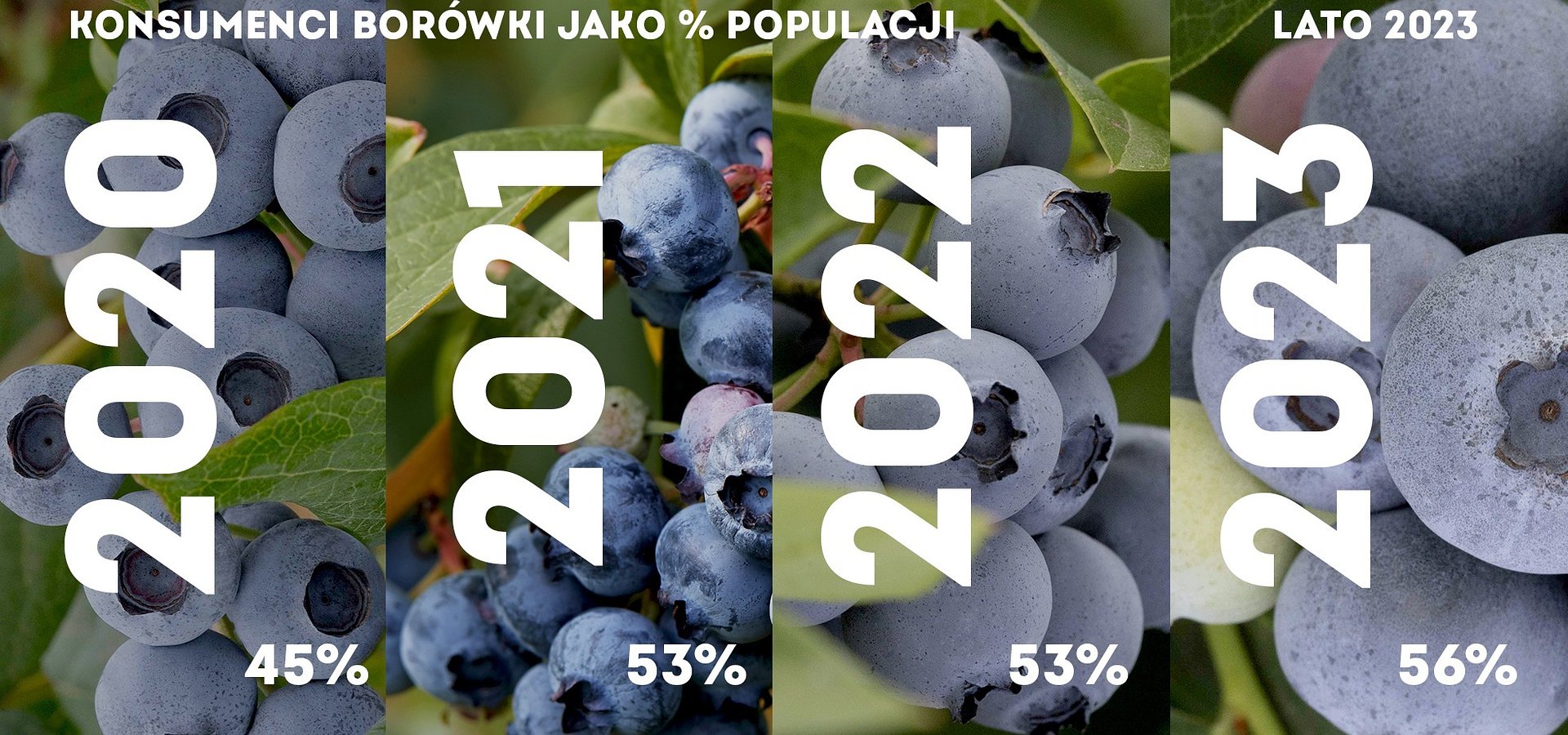 Borówki z każdym rokiem je coraz więcej Polaków – badania Kantar, 2020-2023