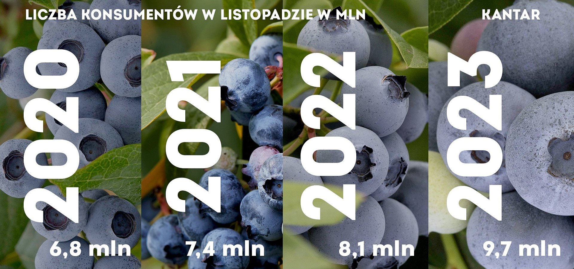 Jesienne wzrosty ilości konsumentów borówki