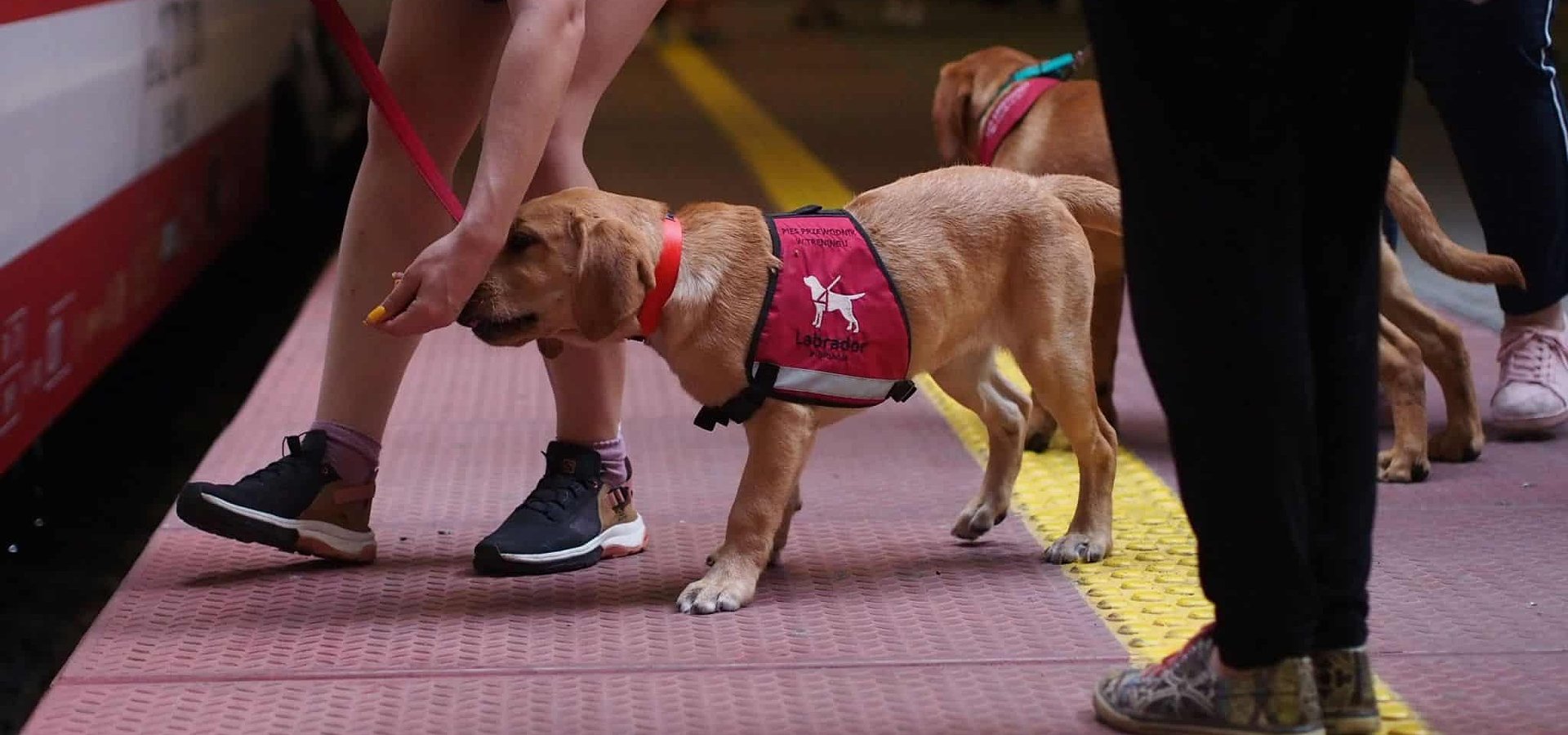 NIEZWYKLE MIŁE I POUCZAJĄCE SPOTKANIE - FUNDACJA LABRADOR POJAWI SIĘ NA PYRKONIE!
