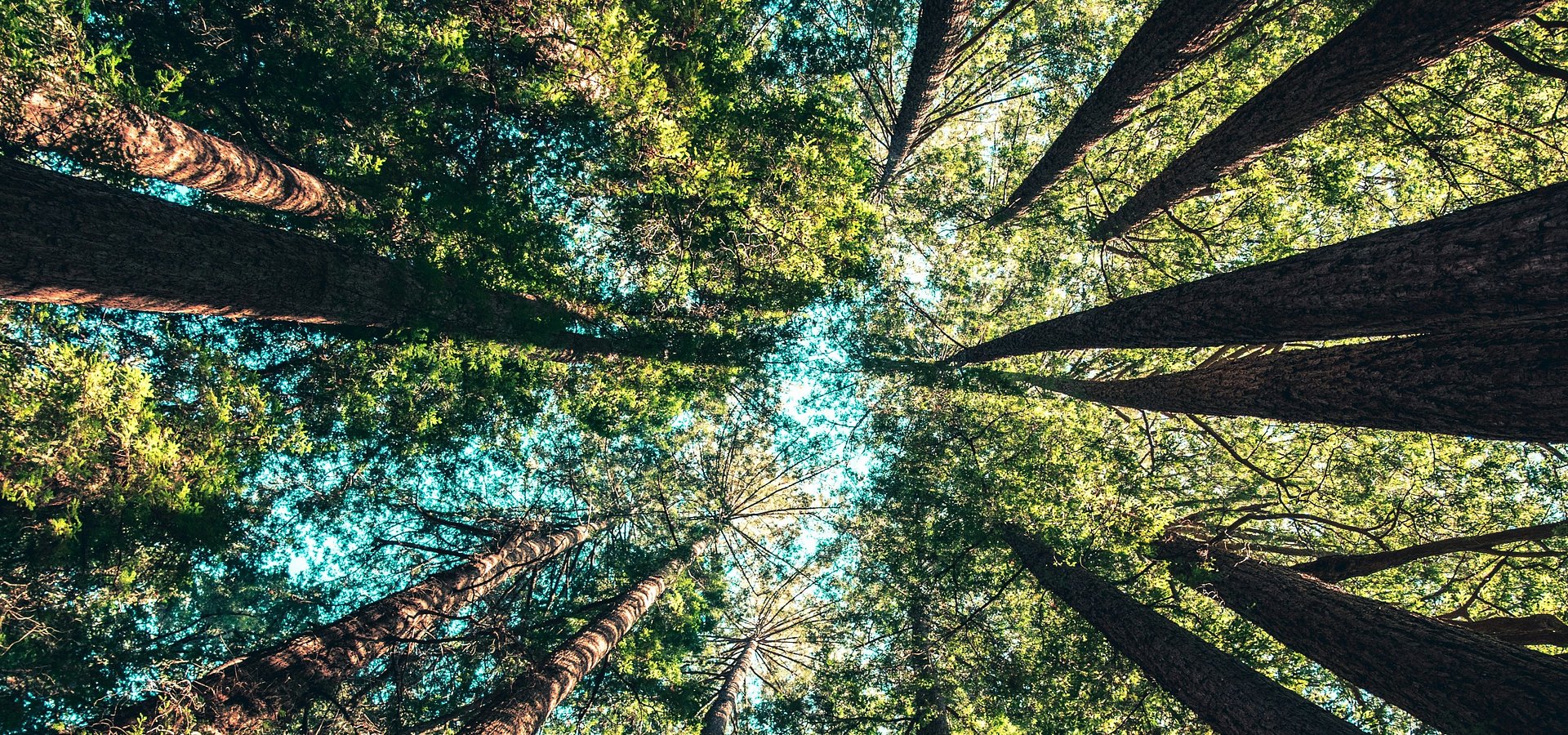 NTT DATA reconhecida como líder e "Best in Class" em relatório de serviços de sustentabilidade na Europa