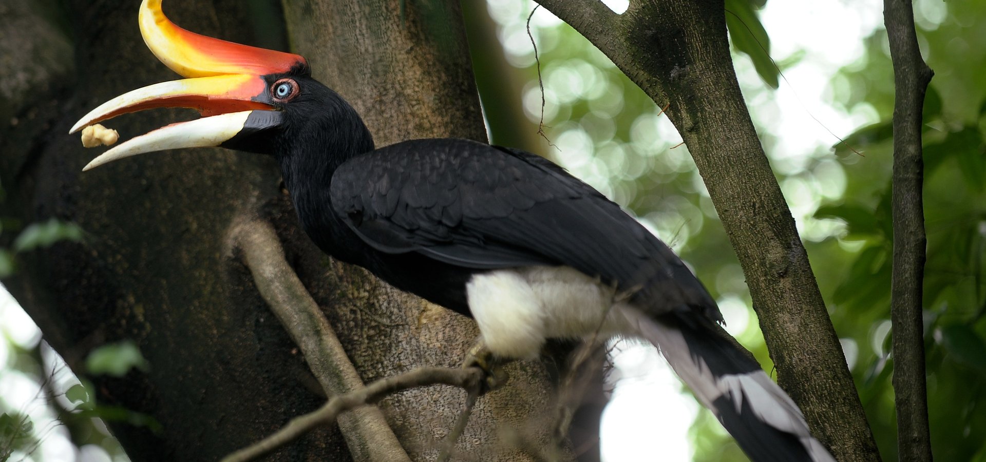Tourism Malaysia Returns to Exhibit at the Global Bird Fair, UK, on 11th – 14th July 2024