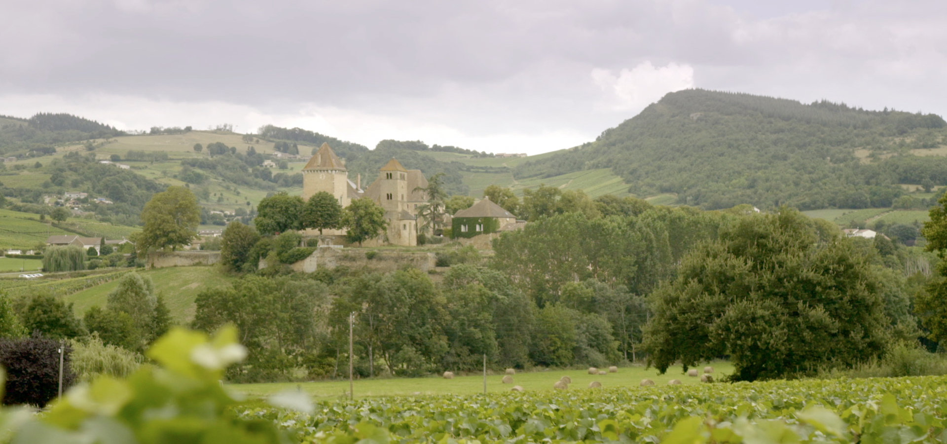 Na pomoc skarbowi narodowemu Francji − jak uratować cenne winorośle?