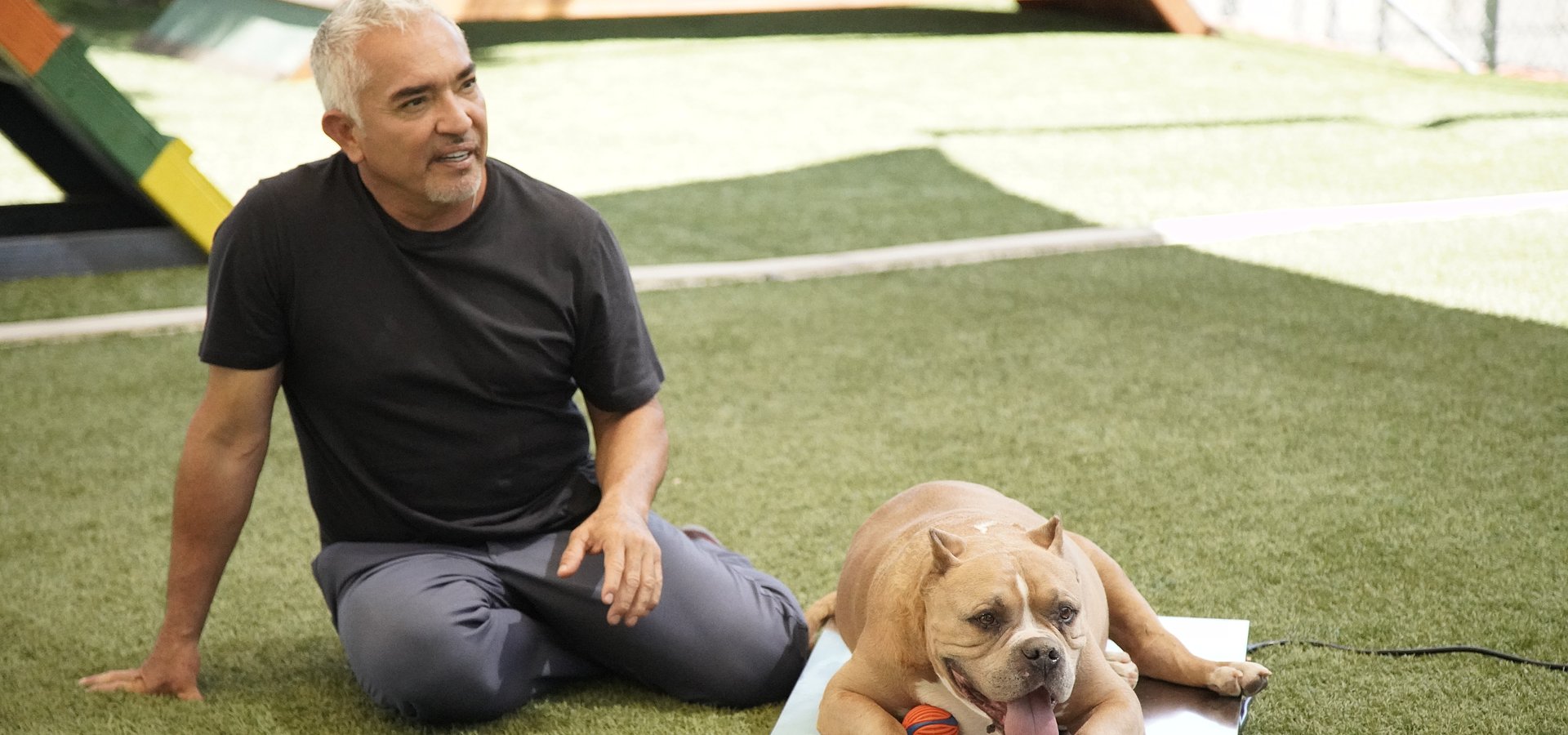 Nat Geo Wild estreia 4ª temporada de "Cesar Millan: Better Human Better Dog"