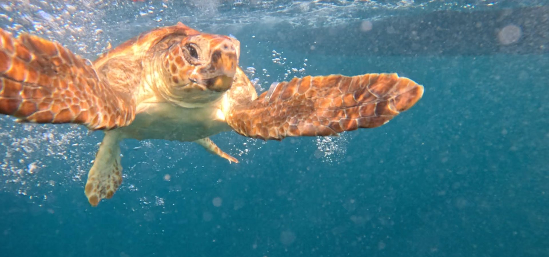 Duas tartarugas reabilitadas no Porto d’Abrigo do Zoomarine regressaram ao mar com o apoio da Marinha Portuguesa