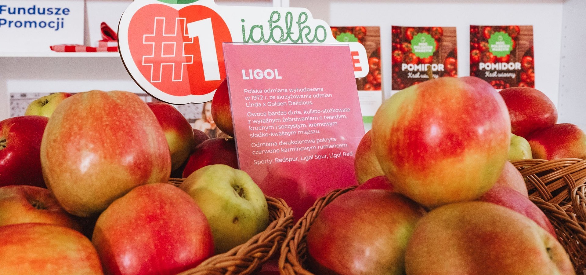 Ligol - nasz największy