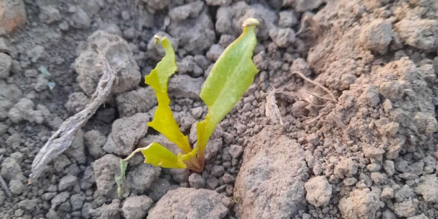 Wczesny siew buraków jednak z trudnościami