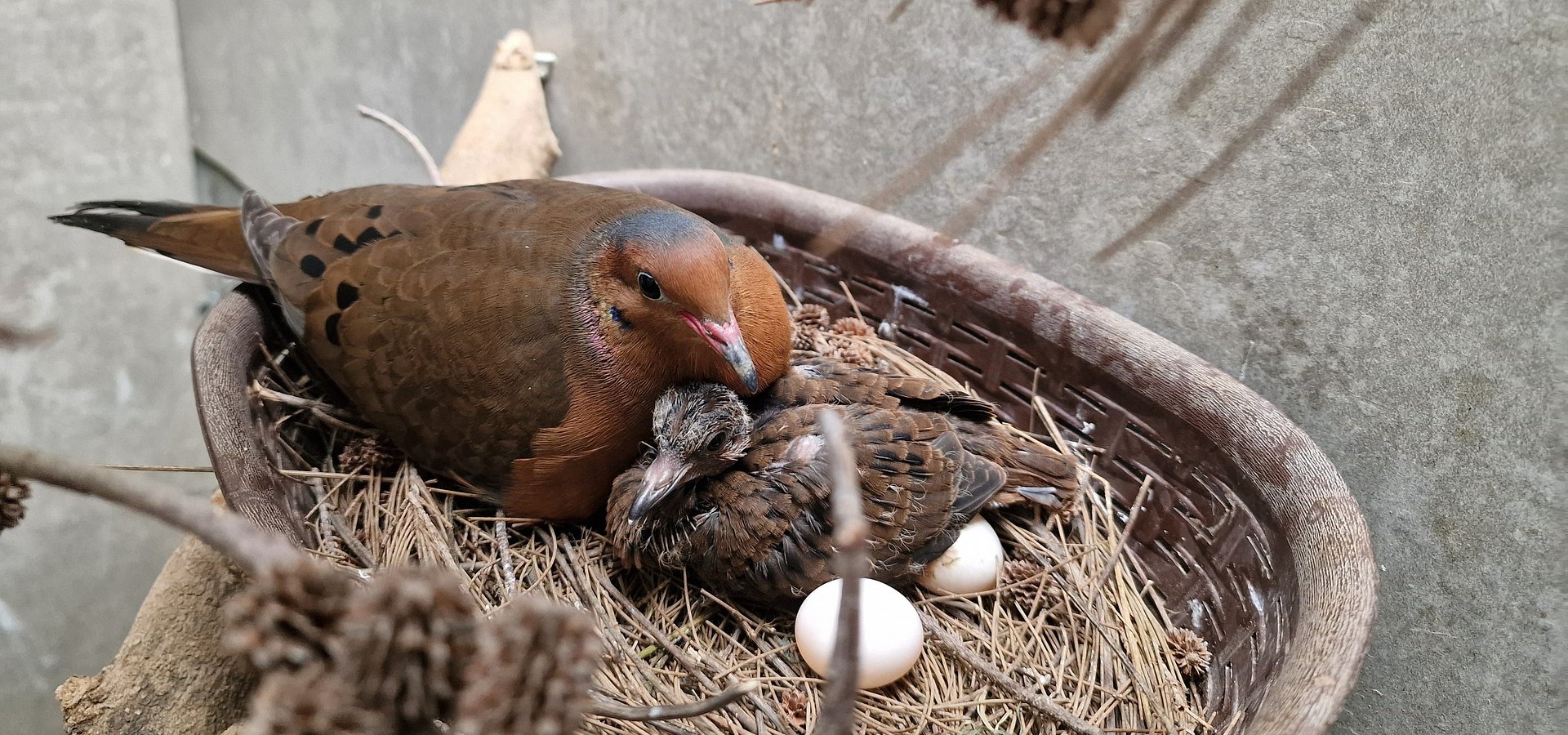 Zoomarine celebra nascimento de nova cria de Rola-de-Socorro, espécie “Extinta na Natureza”