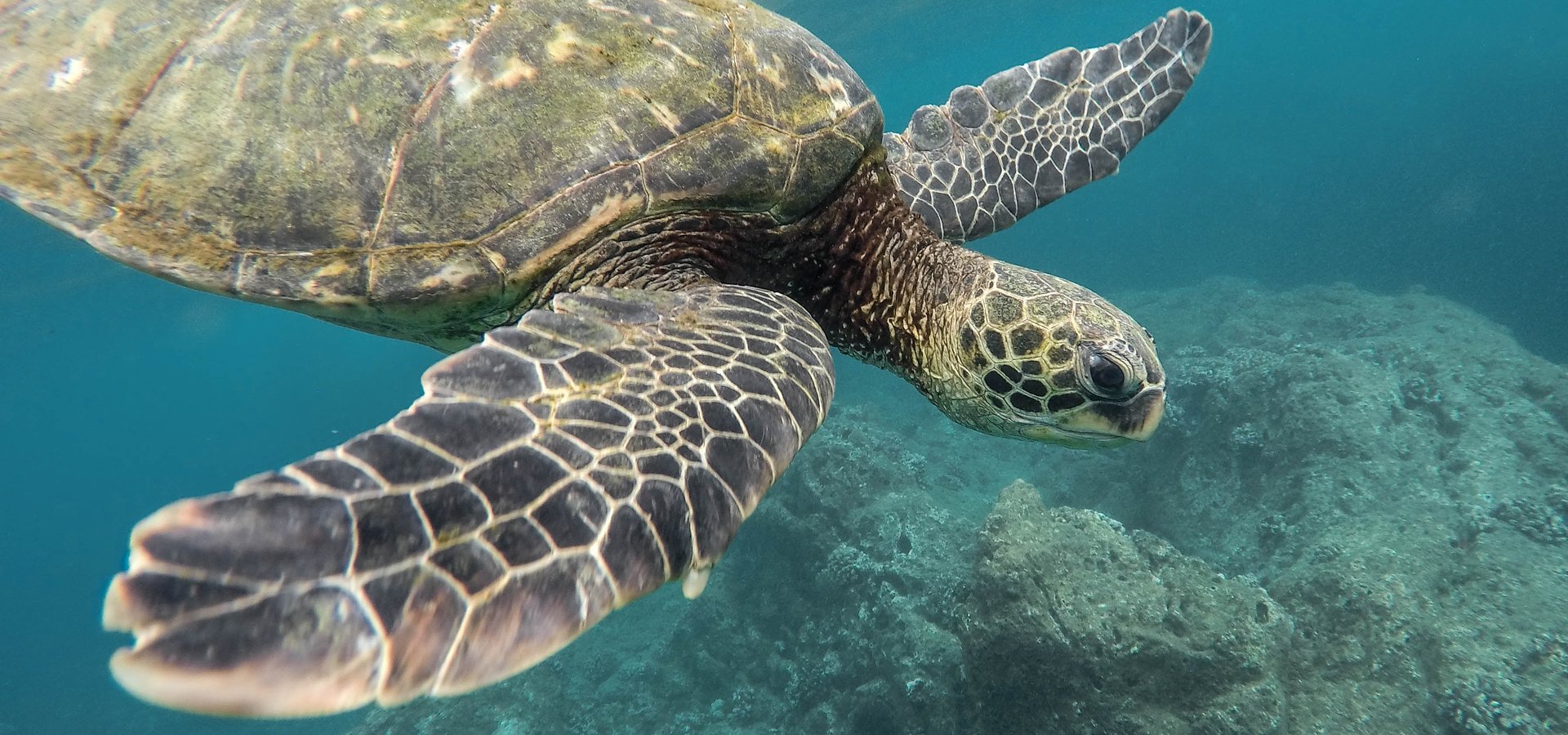 Encontrou um animal marinho arrojado? Saiba como agir