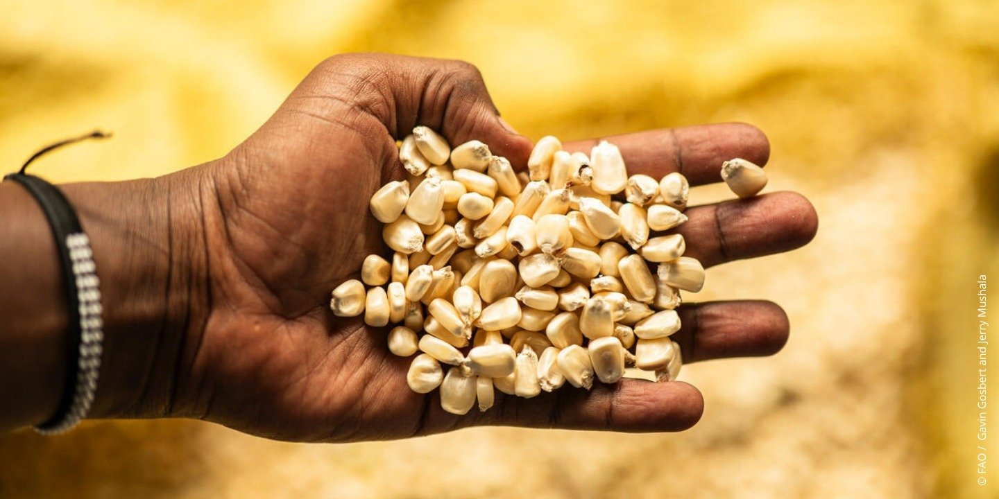 Światowy poziom głodu maleje, ale wzrasta w Afryce i Azji Zachodniej