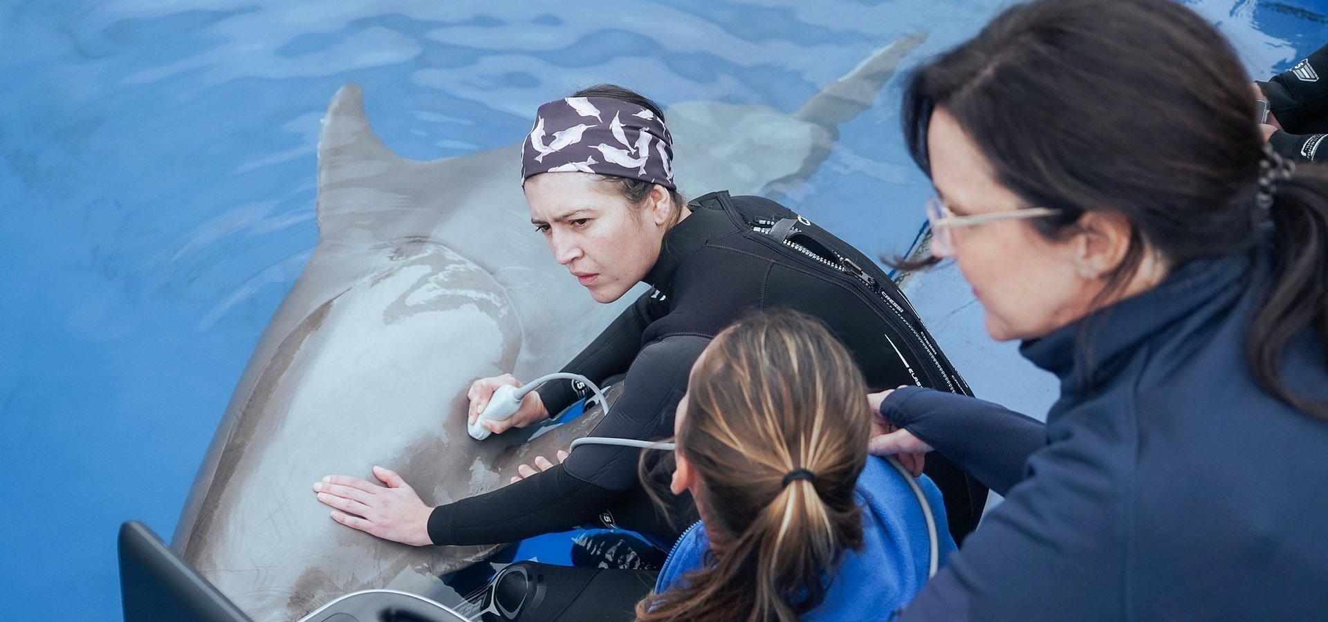 Zoomarine integra rede internacional de resposta a emergências com mamíferos marinhos liderada pela EAAM