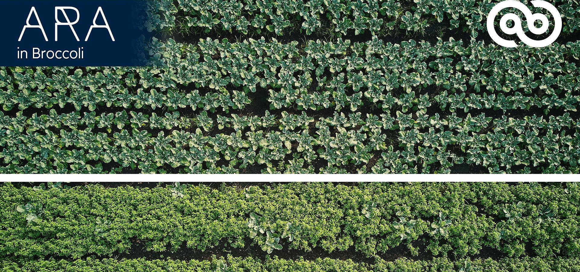 Ecorobotix opens the door to Ultra-High Precision (UHP) treatment in vegetable farming, a world first