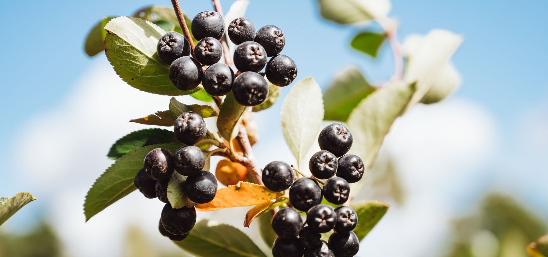 Aronia - owoc do zadań specjalnych! 10 super-mocy potwierdzonych badaniami
