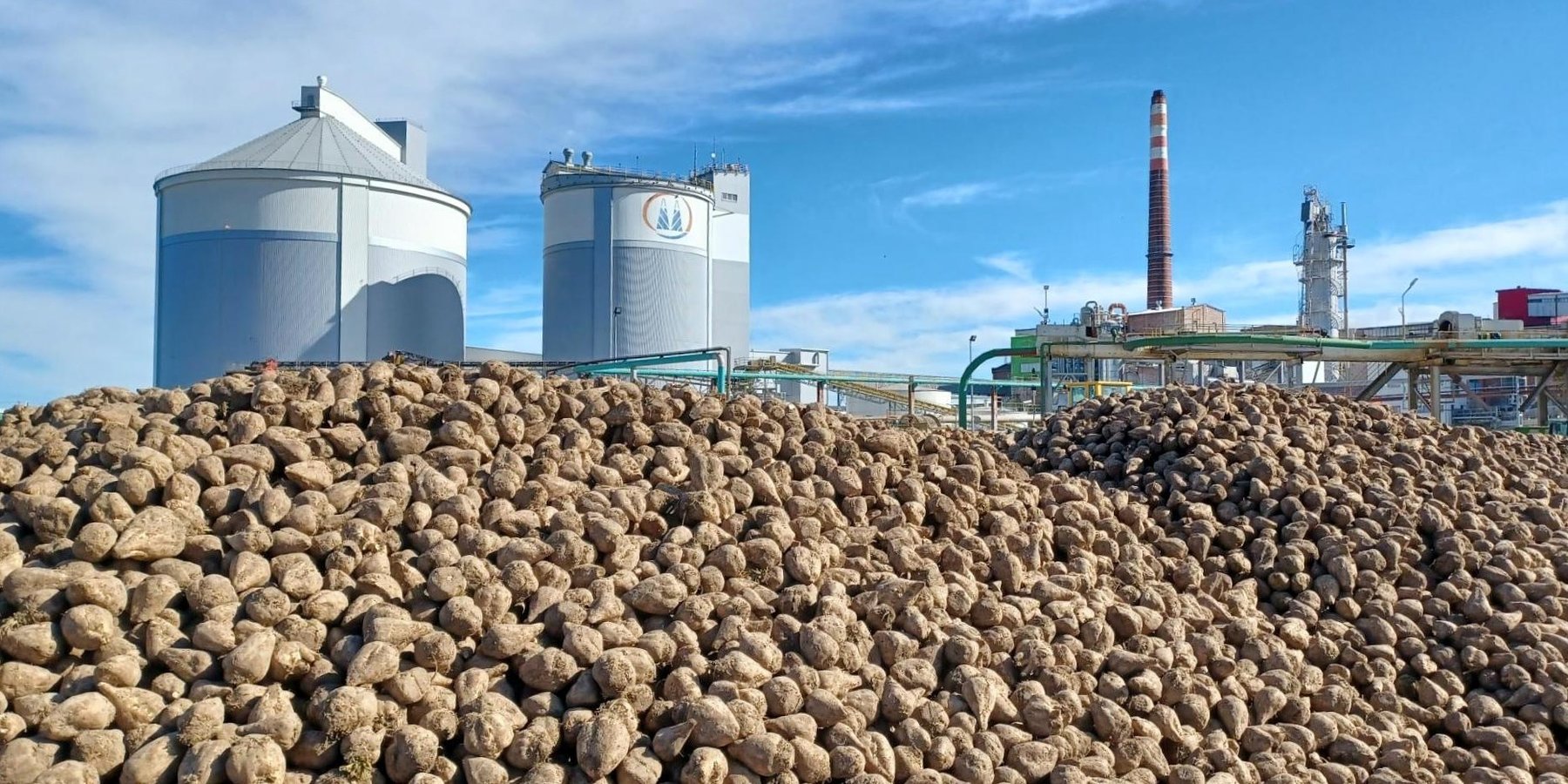 Intensywna kampania buraczana w cukrowniach Pfeifer & Langen Polska w Gostyniu i Miejskiej Górce