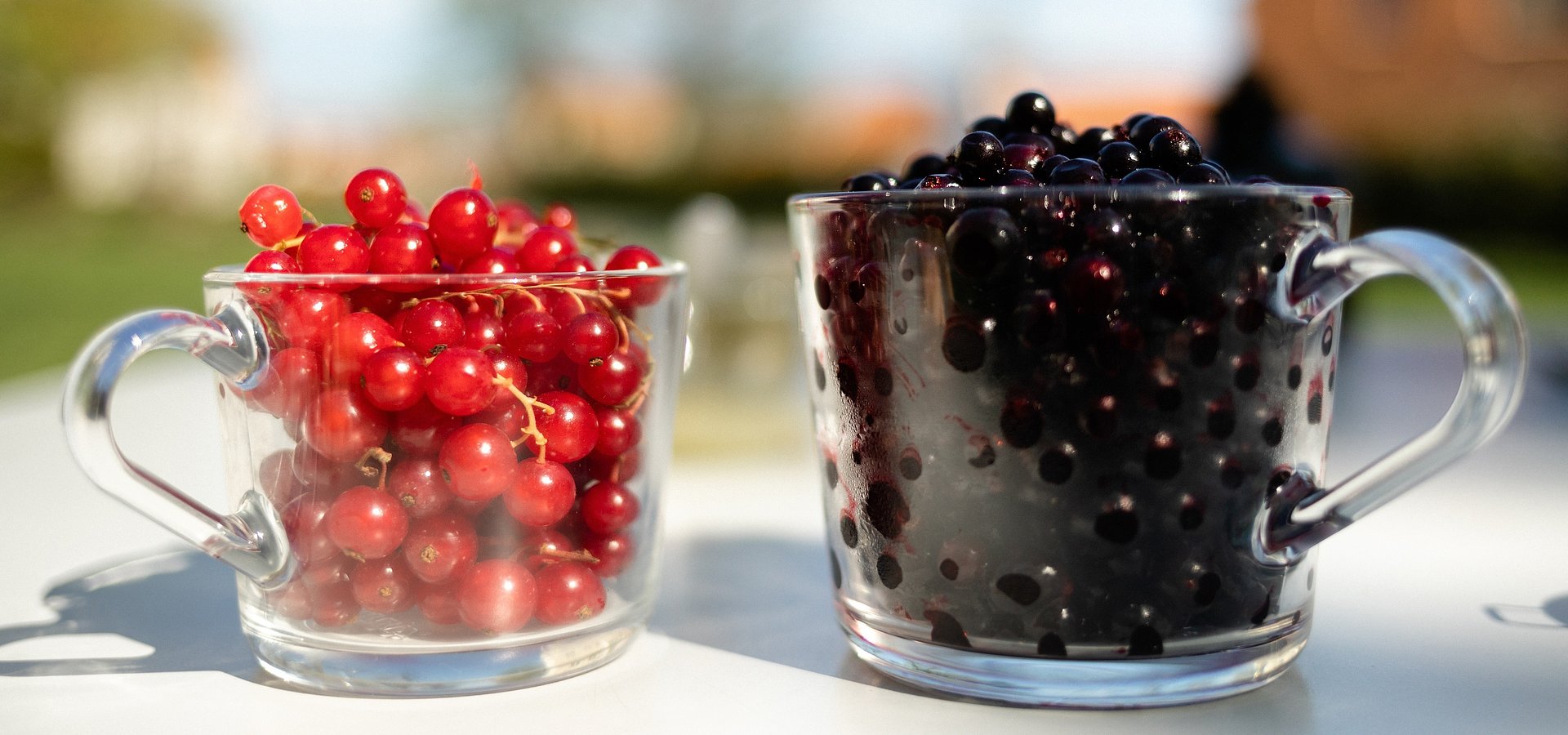 Porzeczka! Poznaj jej niezwykłe właściwości