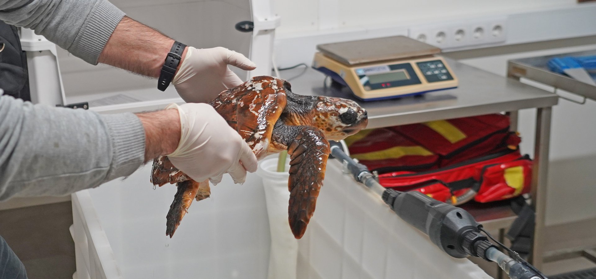 Porto d’Abrigo do Zoomarine resgata tartaruga em Sagres após alerta de surfistas