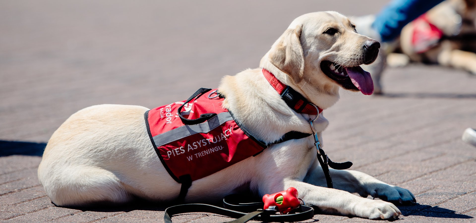 Maskarada w Polskim Języku Migowym – Pyrkon stawia na dostępność