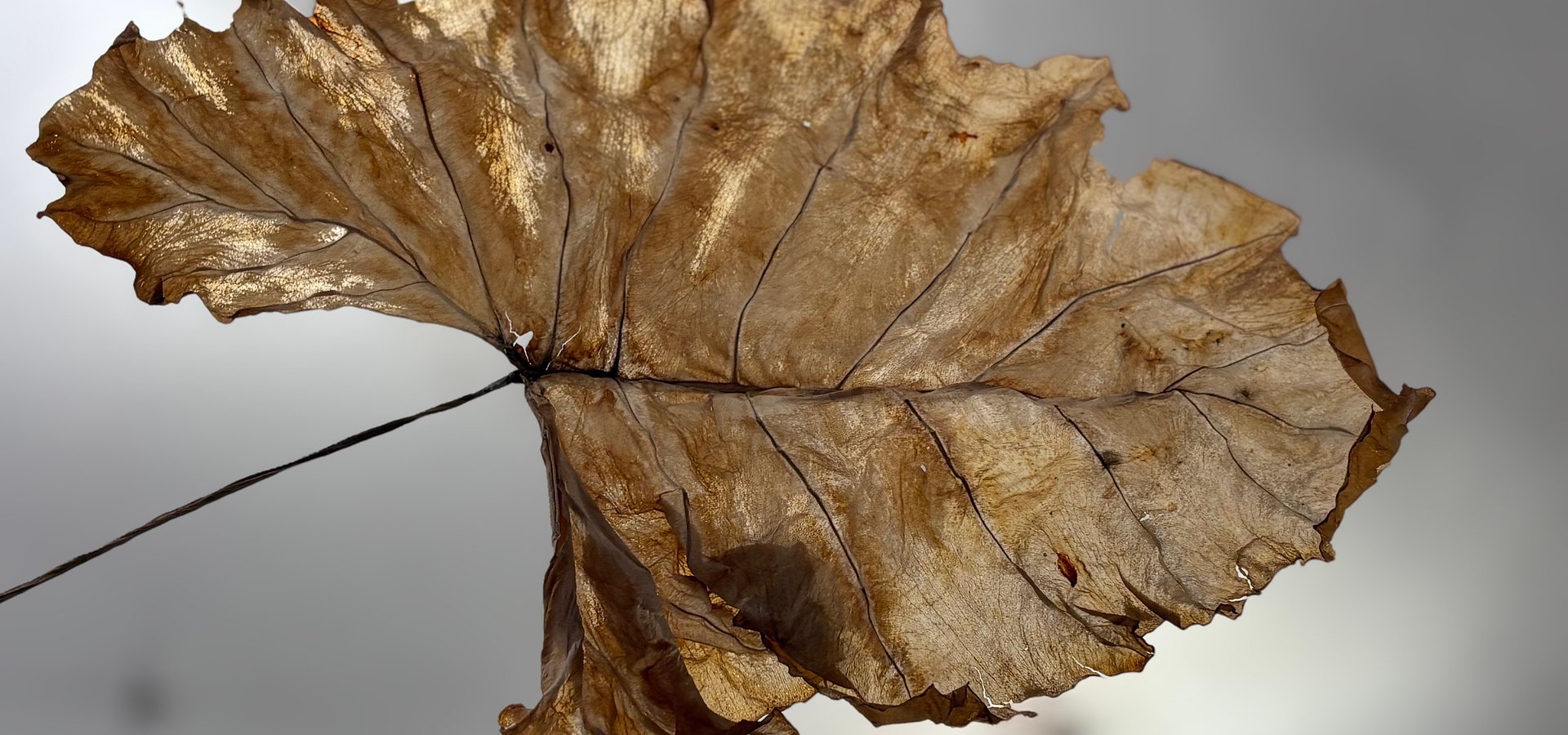 „Wyrosną nie tylko kwiaty” – wystawa Irminy Rusickiej i Kaspera Lecnima w Galerii Foksal już od 21 marca