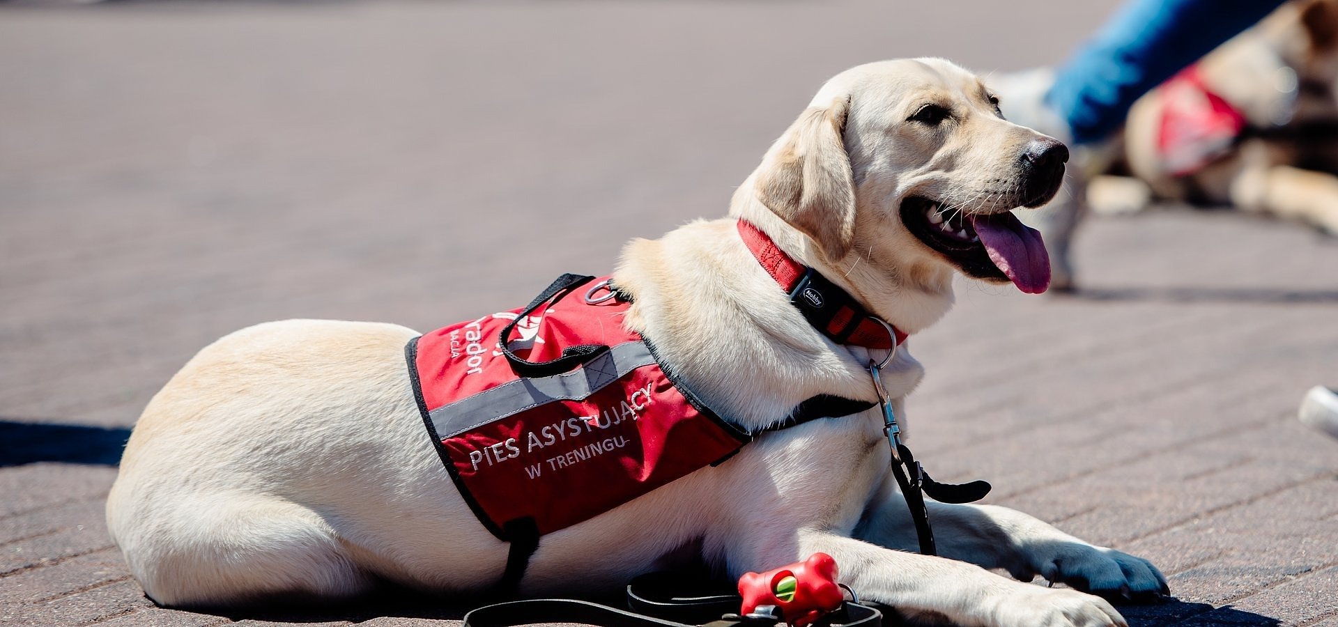 THE MASQUERADE IN POLISH SIGN LANGUAGE – PYRKON FOCUSES ON ACCESSIBILITY