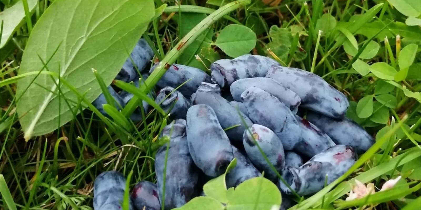 Zapraszamy na plantacje jagody kamczackiej w województwie łódzkim