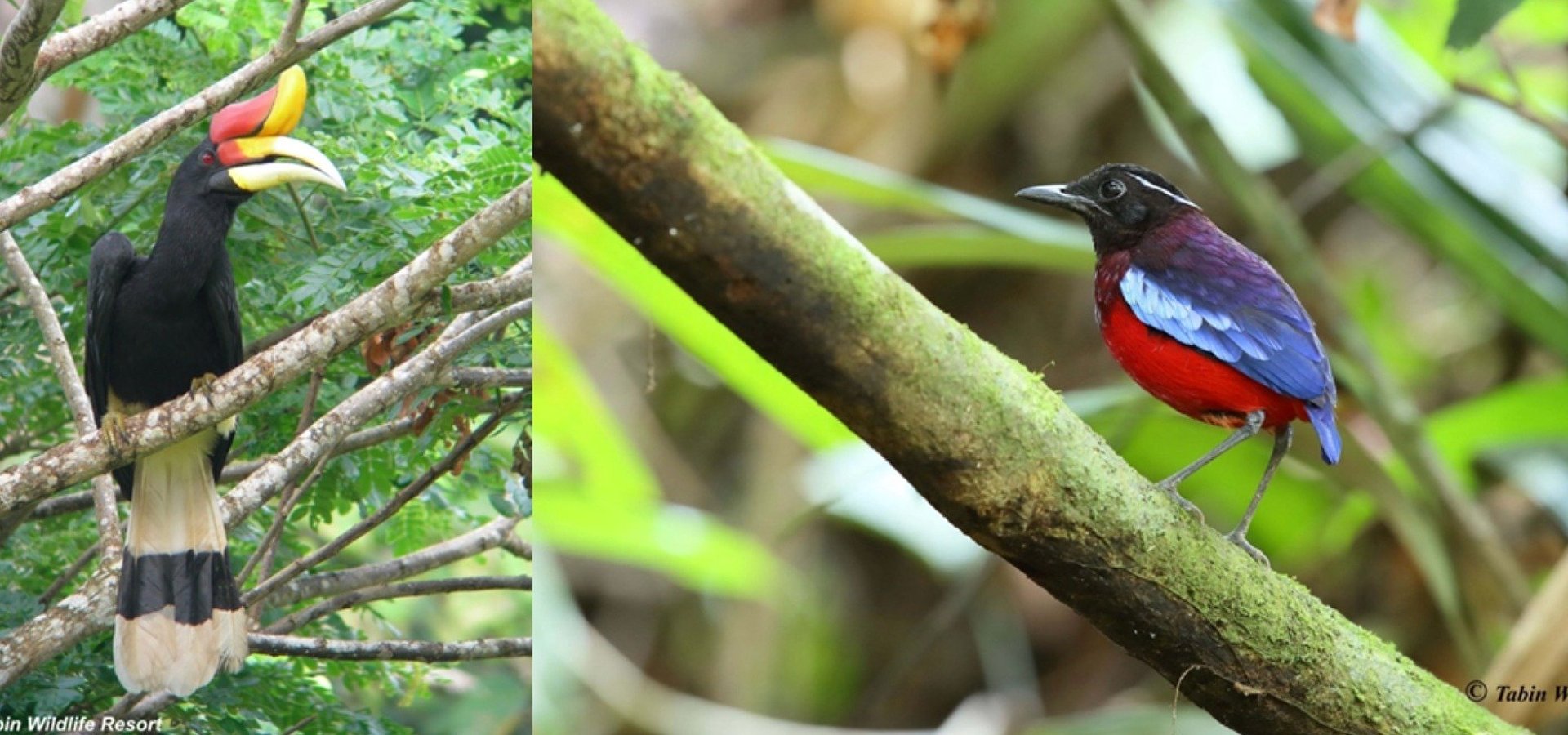 Tourism Malaysia Takes Flight at Global BirdFair 2026
