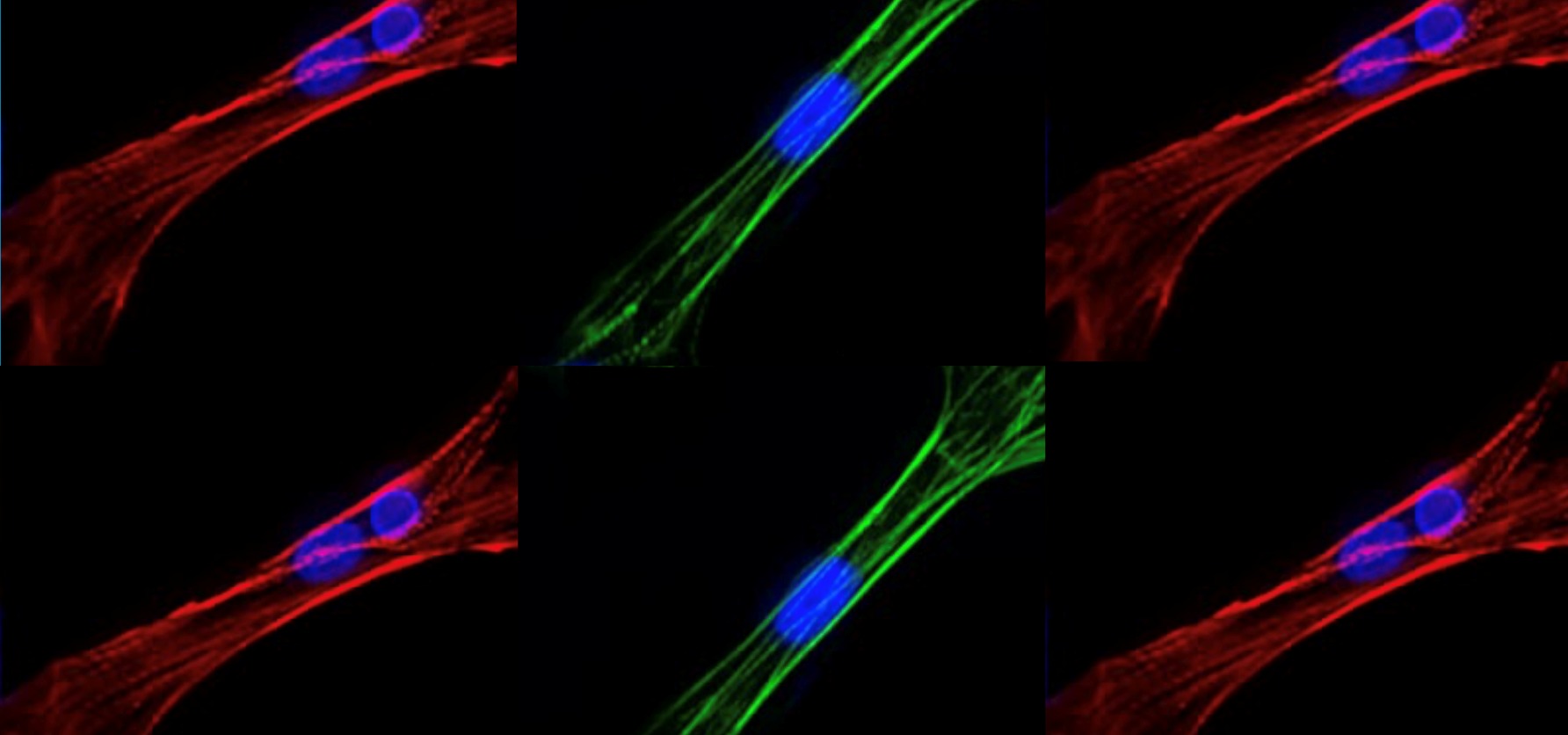 iBET desenvolve sistema para melhorar avaliação dos efeitos tóxicos cardiovasculares de candidatos a medicamentos
