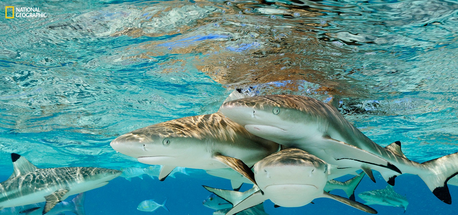 NATIONAL GEOGRAPHIC INAUGURA EXPOSIÇÃO ‘SHARKS, UMA MISSÃO DE BRIAN SKERRY’ NA GALERIA DA BIODIVERSIDADE DA UNIVERSIDADE DO PORTO