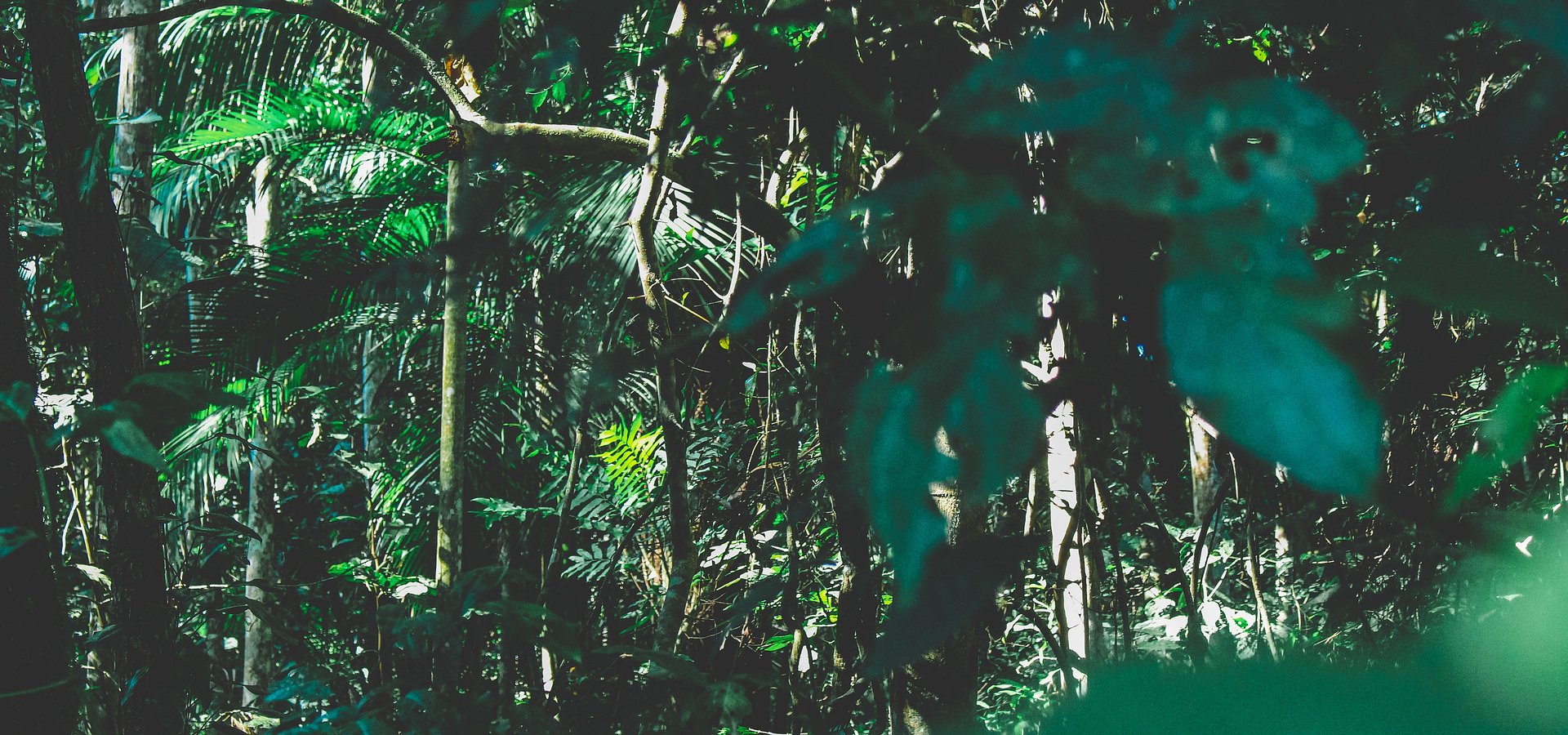 8ª Avenida celebra Dia da Criança com musical “Hakuna Matata”