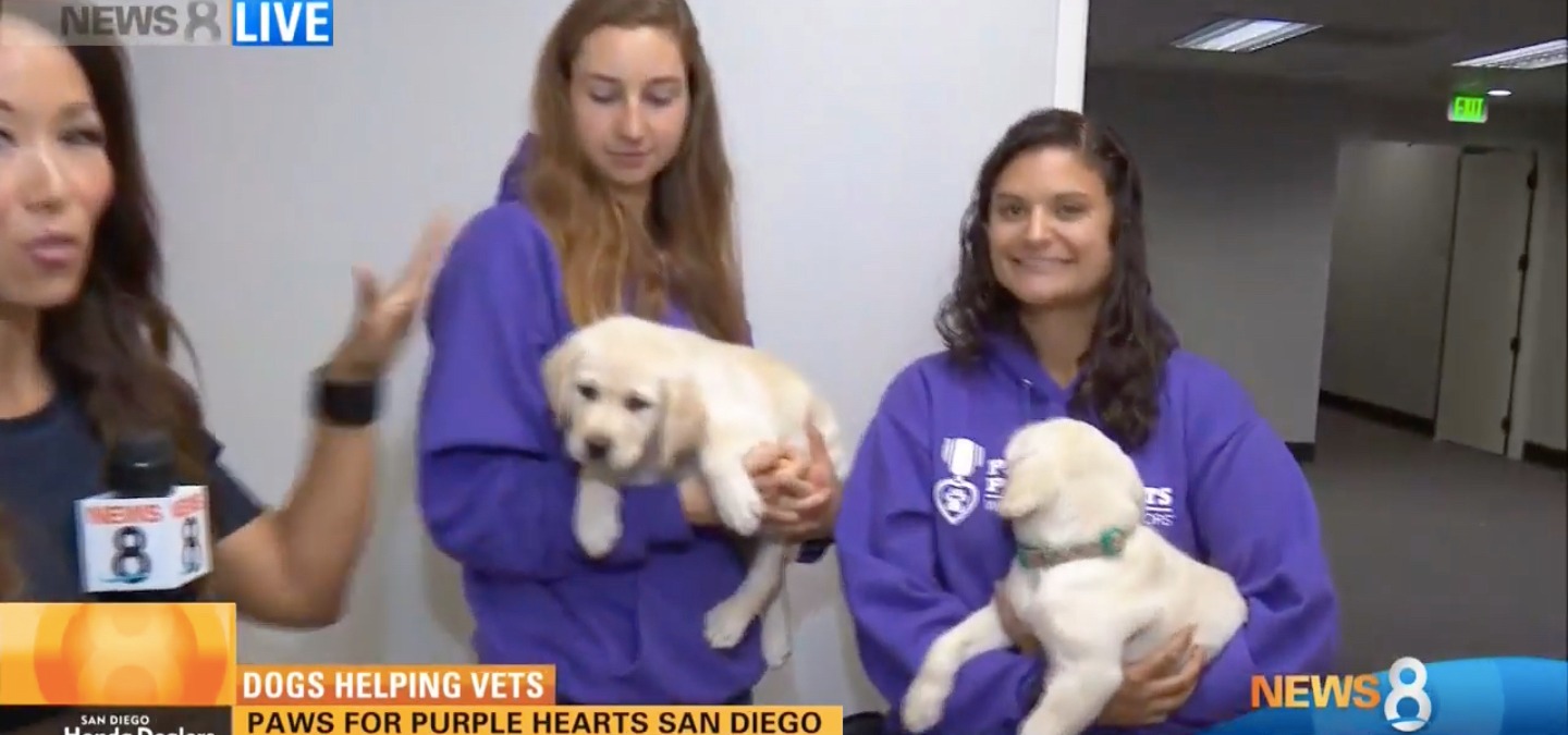 CBS 8 Features Paws for Purple Hearts