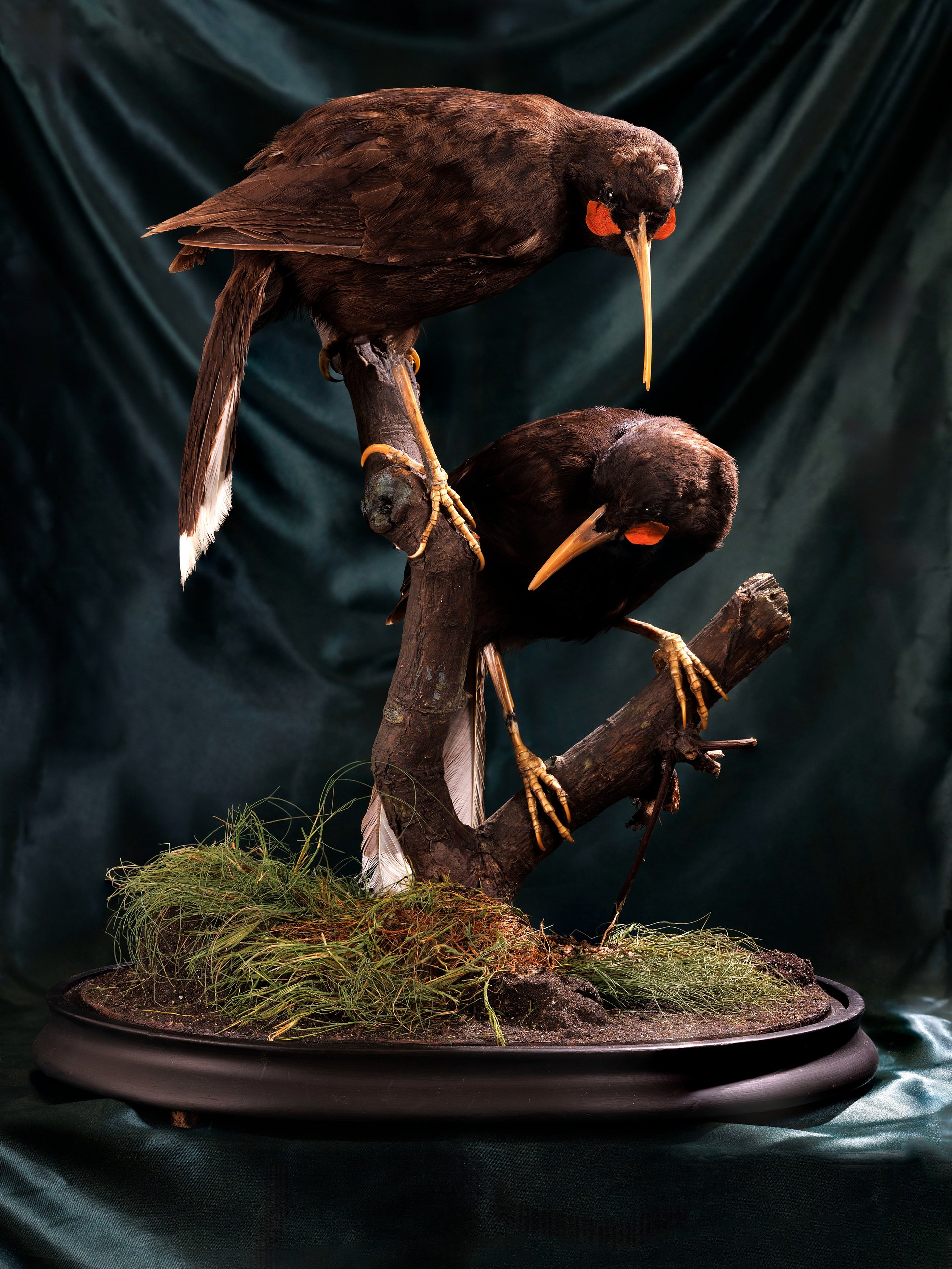 Extinct Huia Birds with World's Most Valuable Feathers Up for Auction at Roseberys