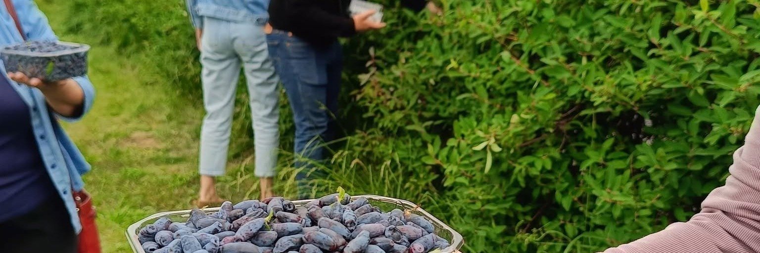 Samozbiory, degustacje i dobra energia. Tak świętowano sezon jagody kamczackiej w Mokrej Prawej