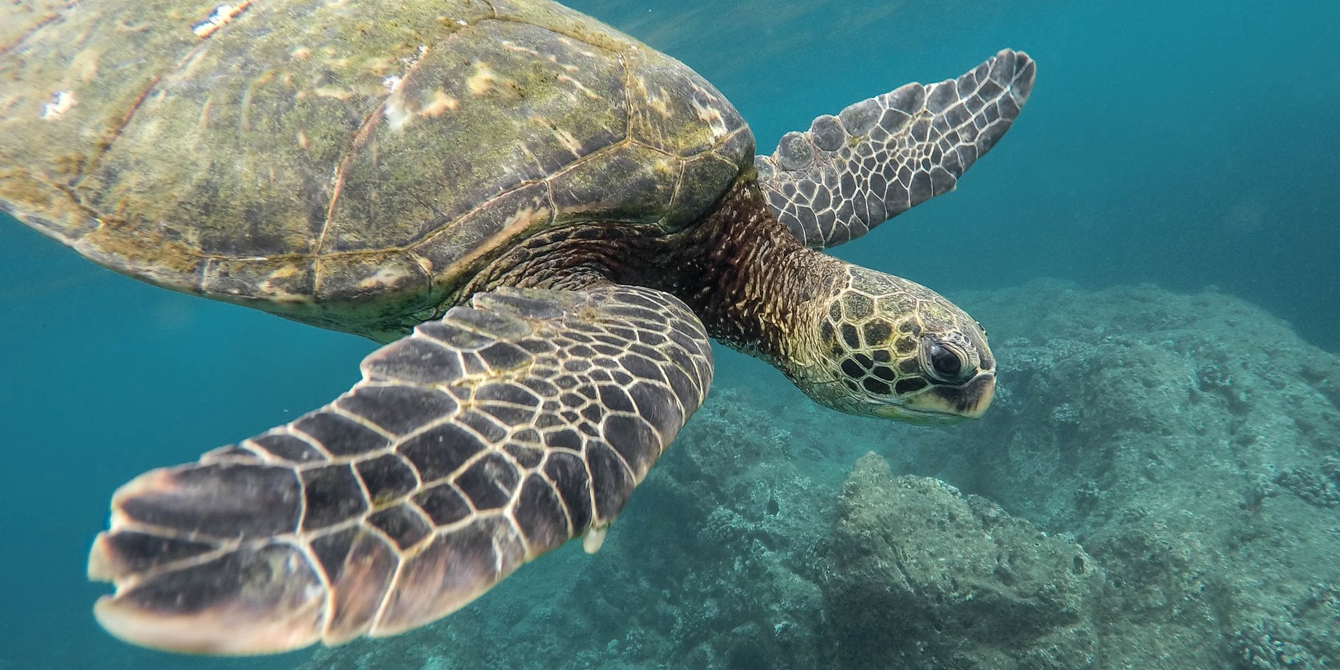 Encontrou um animal marinho arrojado? Saiba como agir