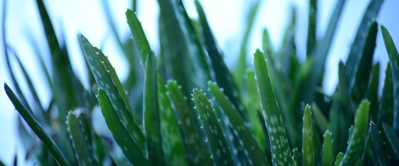 Aloes – zielona apteka natury w służbie zdrowia i urody