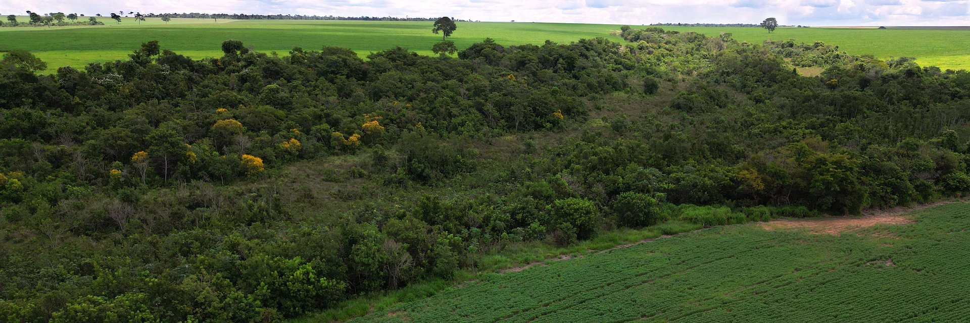 UK and Dutch Governments and IDB Invest join Brazilian zero deforestation soy fund to provide $60 million funding for farms in the 2025/26 crop season