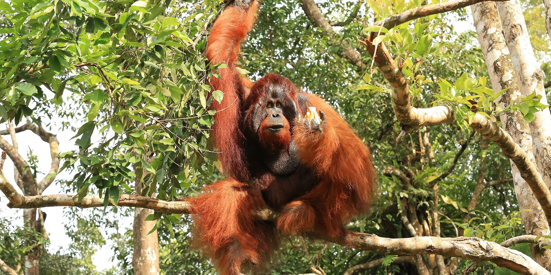 LATE DEAL: Wildlife and Culture-Rich Family Adventure in Sarawak