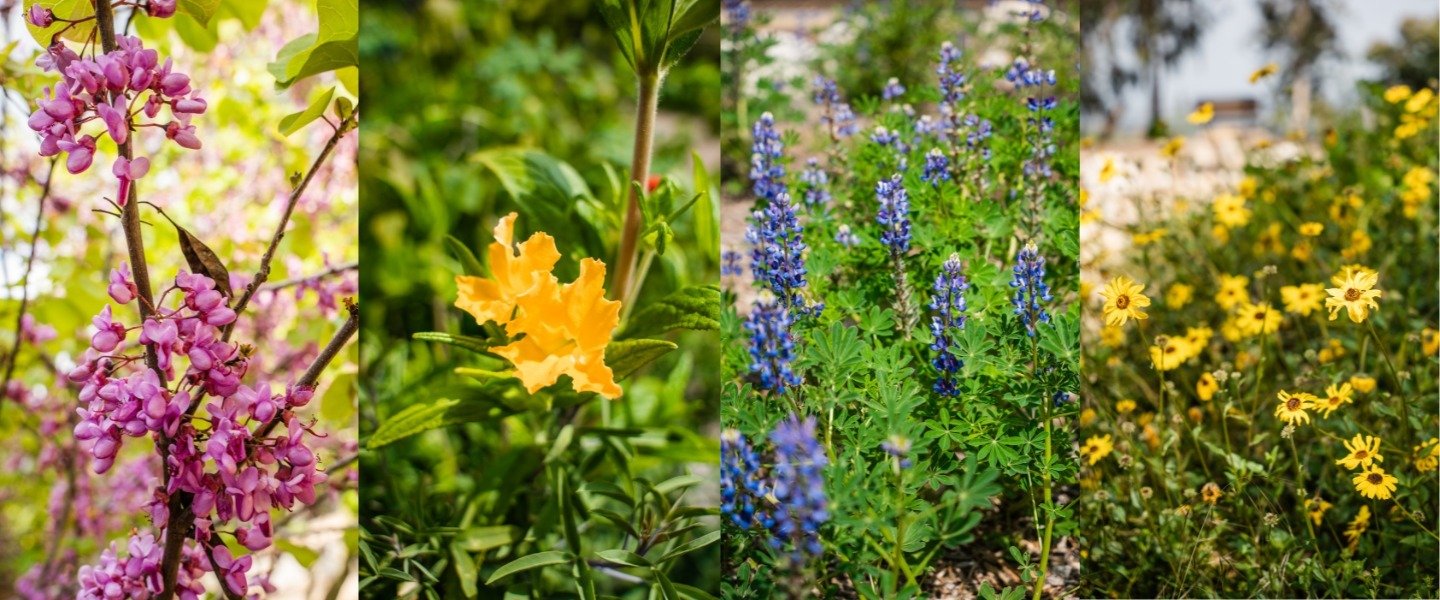 The Plants of Tovaangar: Tongva Native Plant Names Take Root in Coldwater Canyon Park