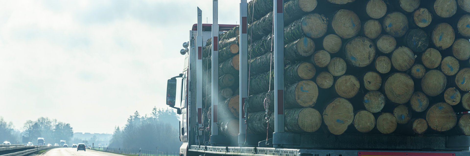Obrót drewnem w UE wymaga spełnienia rygorystycznych wymogów. O czym muszą wiedzieć importerzy?