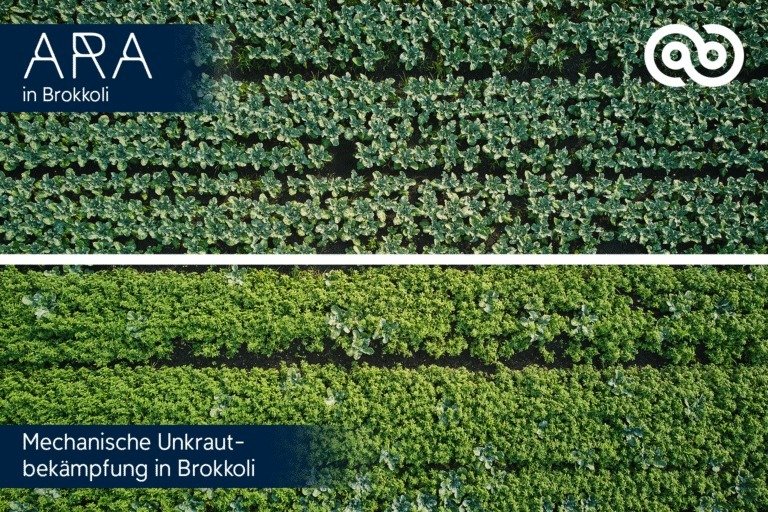 Ecorobotix eröffnet den Weg für die Ultrahochpräzise (UHP) Behandlung im Gemüseanbau – eine Weltpremiere