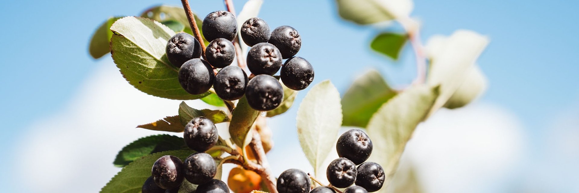 Aronia - owoc do zadań specjalnych! 10 super-mocy potwierdzonych badaniami