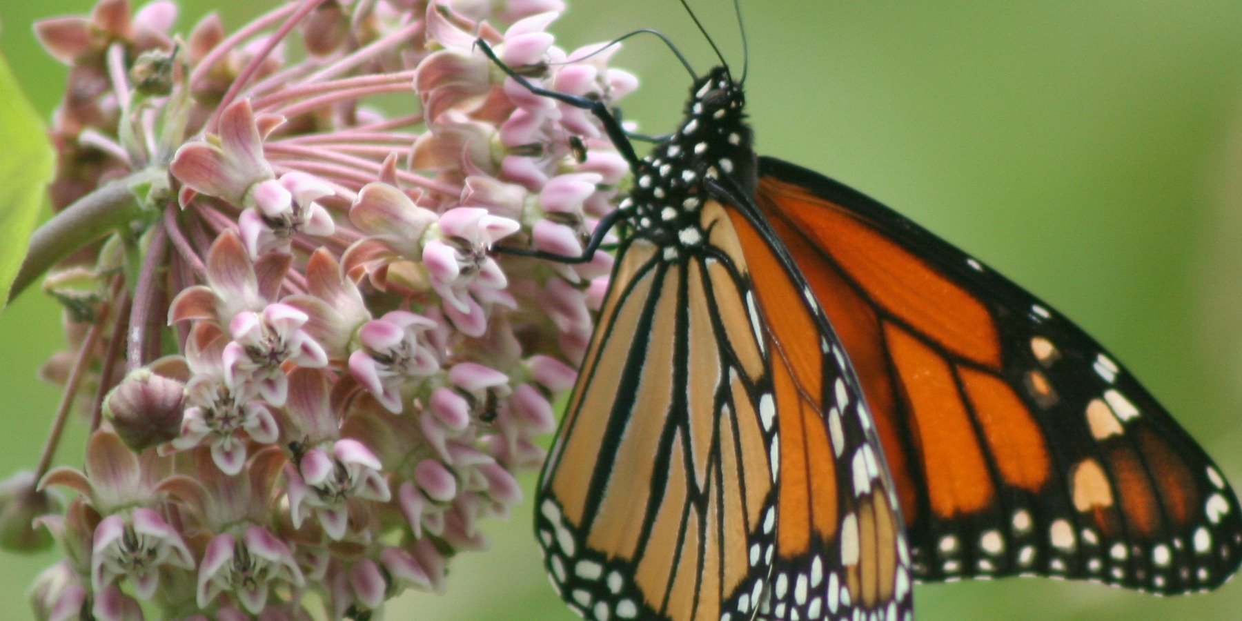 TreePeople Hosts “Milkweed Monarch Mash” to Plant Hundreds of Milkweed, Celebrate Monarchs & Spooky Fun!