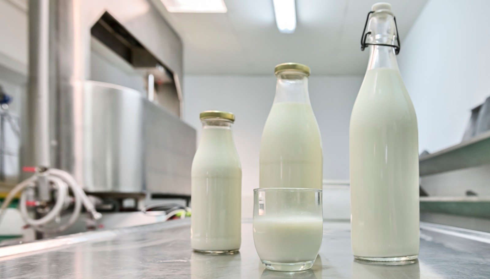 Mleczne domino w Europie. Nadpodaż surowca uderza w producentów