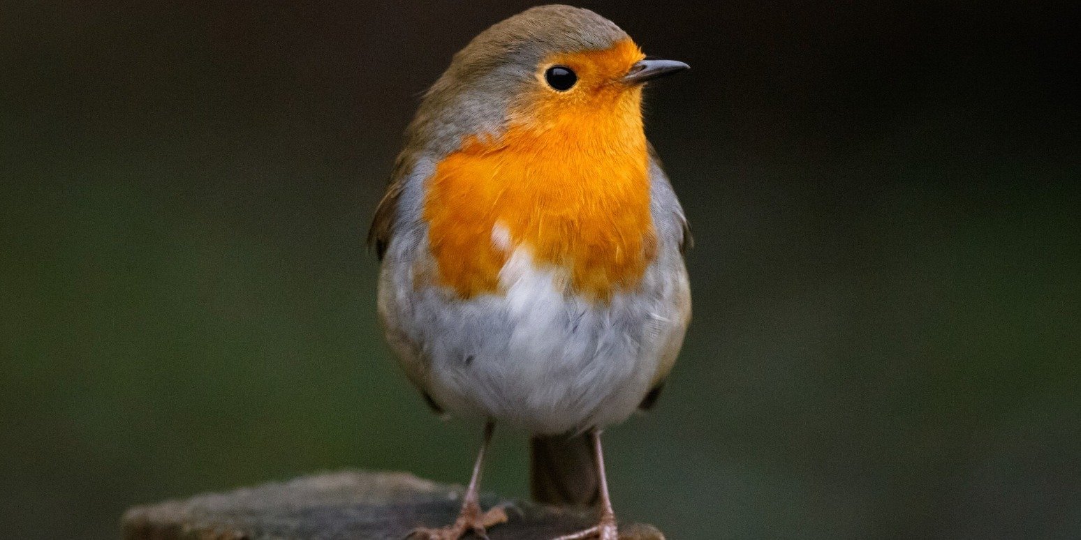 Wiemy, dlaczego Polacy dokarmiają ptaki! Wyniki badania społecznego