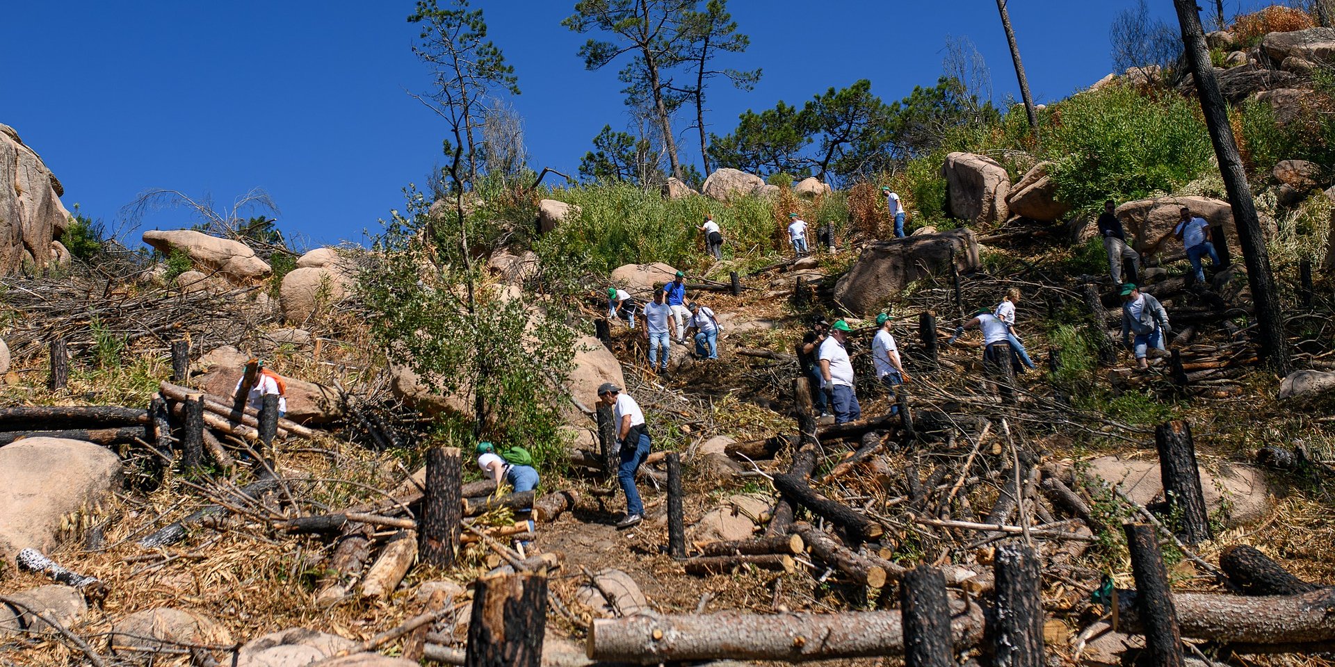 VINCI ENERGIES e QUERCUS reforçam parceria em Portugal para recuperação de áreas florestais