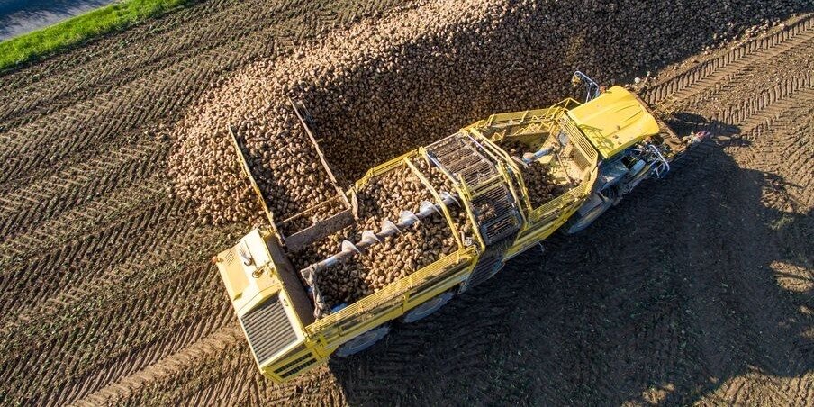 Pfeifer & Langen Polska: nie czekajcie ze zbiorem do ostatniej chwili