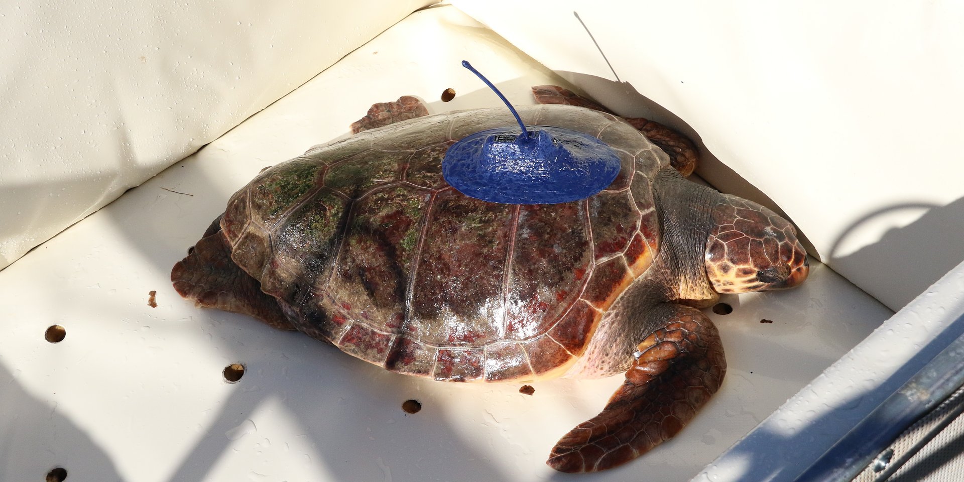 Tartaruga devolvida ao mar pelo Zoomarine percorreu 9.203 km e tornou-se caso de estudo internacional