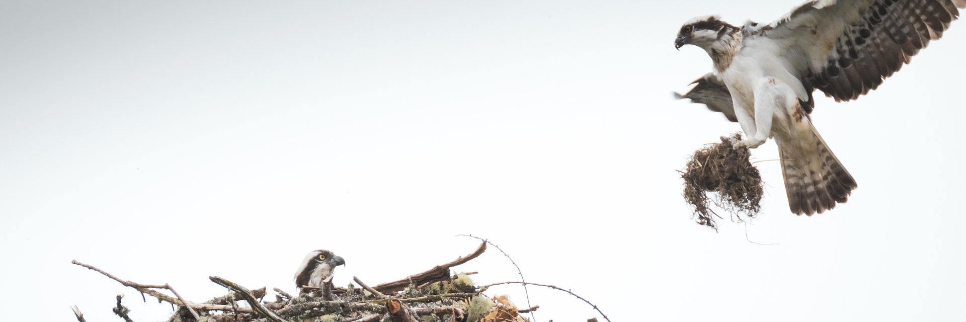 POWRÓT RYBOŁOWA, W OBRONIE RODZINY, SEKRETNE ŻYCIE FOK, WIELKIE APETYTY, NATURA KONTRA UPAŁ